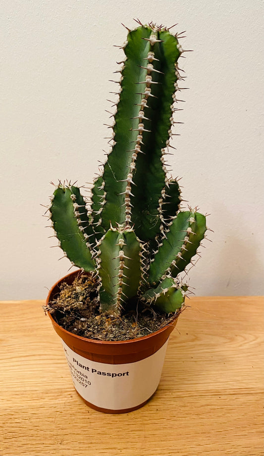 Euphorbia Polyacantha