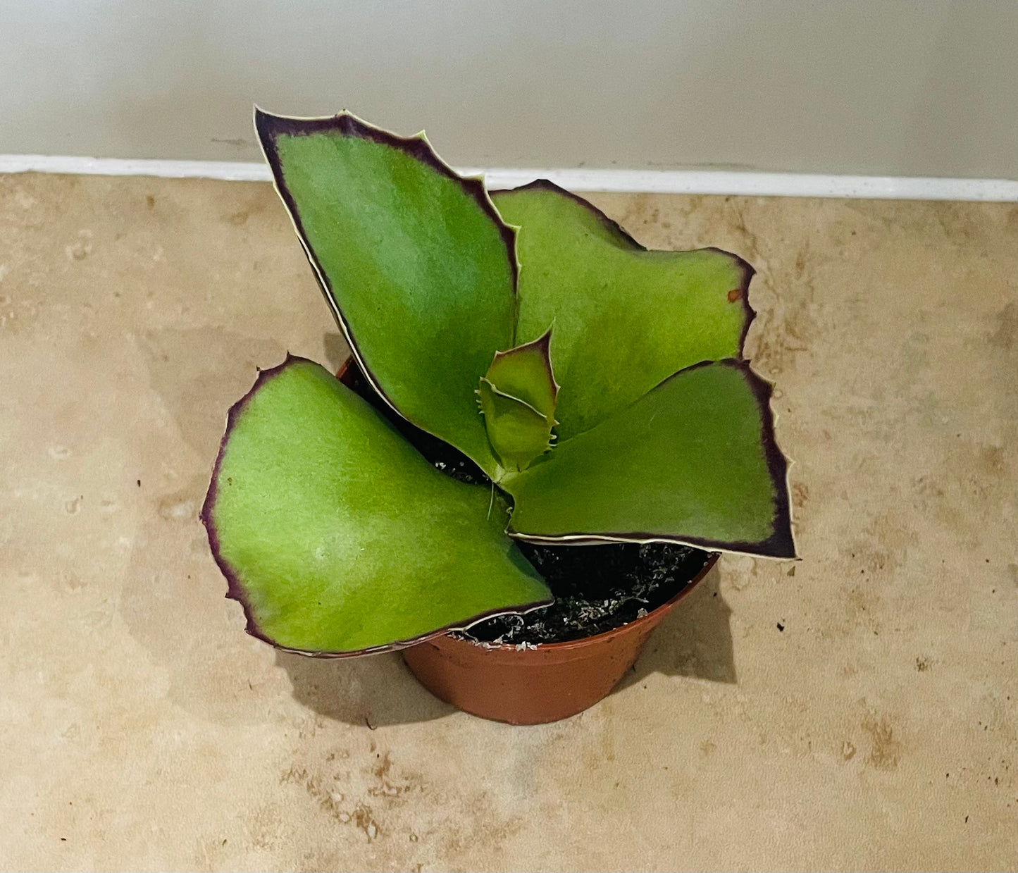 Kalanchoe Synsepala in a 9cm pot Cassandra's Plants