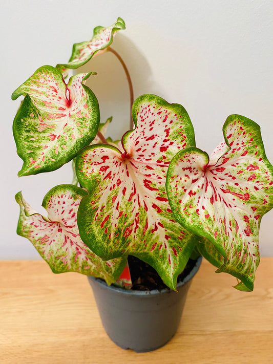 Caladium Daydreamer 12cm Pot Cassandra's Plants