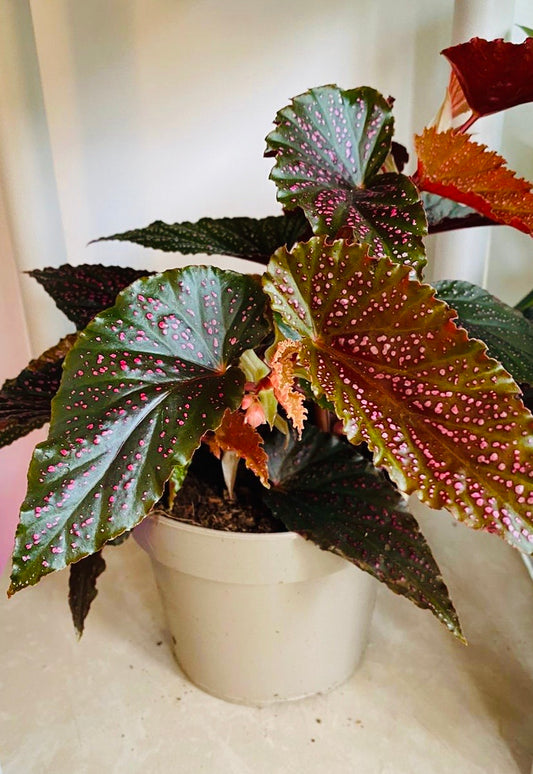 Begonia Benigo Pink Polka Dot 14cm Pot Cassandra's Plants