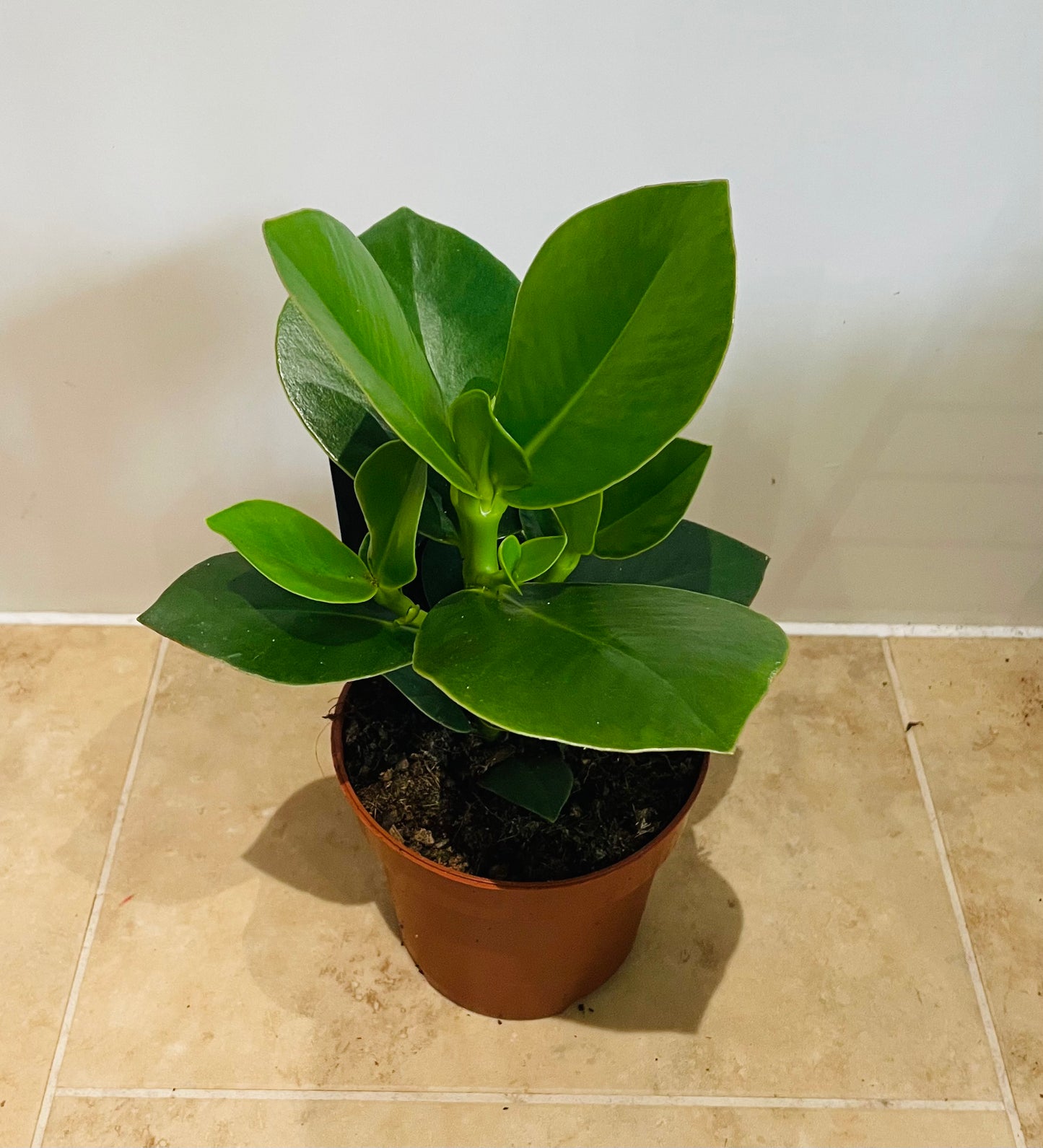 Clusia Rosea Princess Autograph Tree 12cm pot Cassandra's Plants