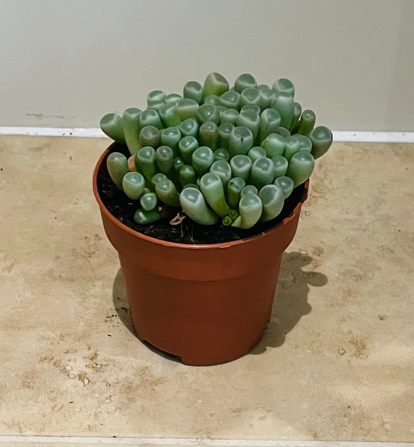 Fenestraria Rhopalophylla Babies Toes Cassandra's Plants