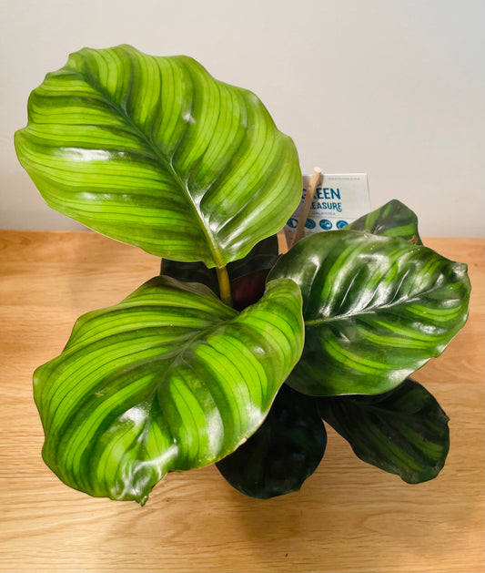 Calathea Fasciata Borrusica 12cm Pot Cassandra's Plants