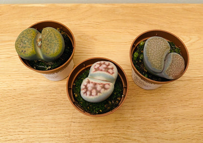 Lithops Mix 5.5cm pot Cassandra's Plants