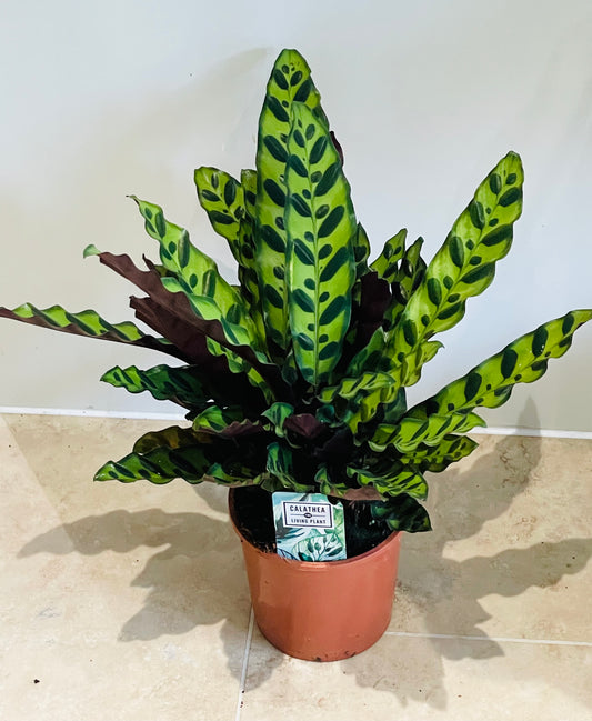 Calathea Lancifolia Rattle Snake 14cm Pot Cassandra's Plants