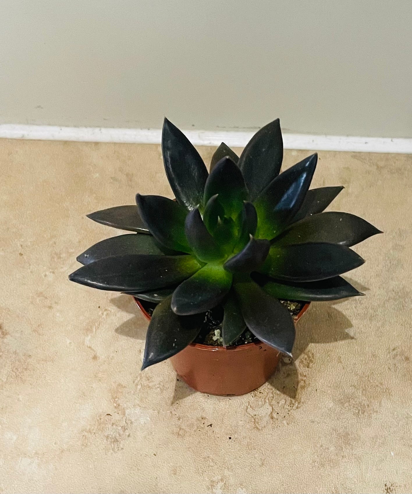 Echeveria Black Prince in a 5.5cm pot Cassandra's Plants