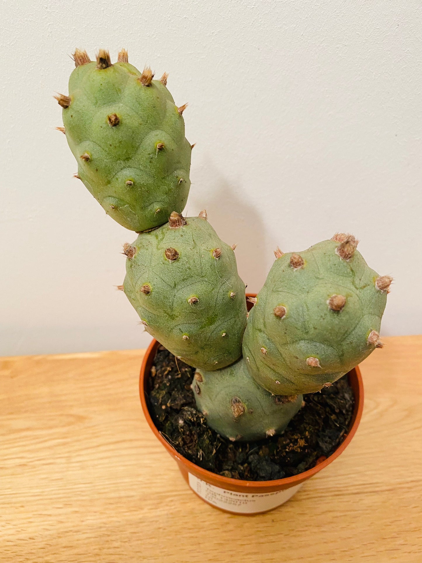 Tephrocactus Articulatus in a 10.5cm Pot Cassandra's Plants