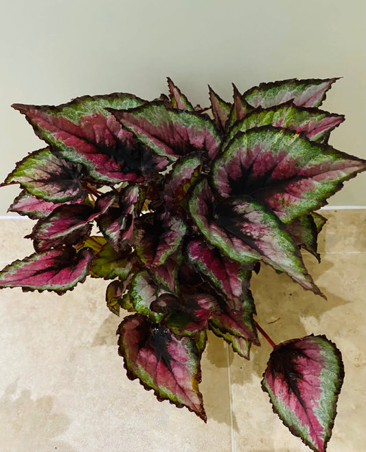 Begonia Rex “Evening Glow” 13cm Pot Cassandra's Plants