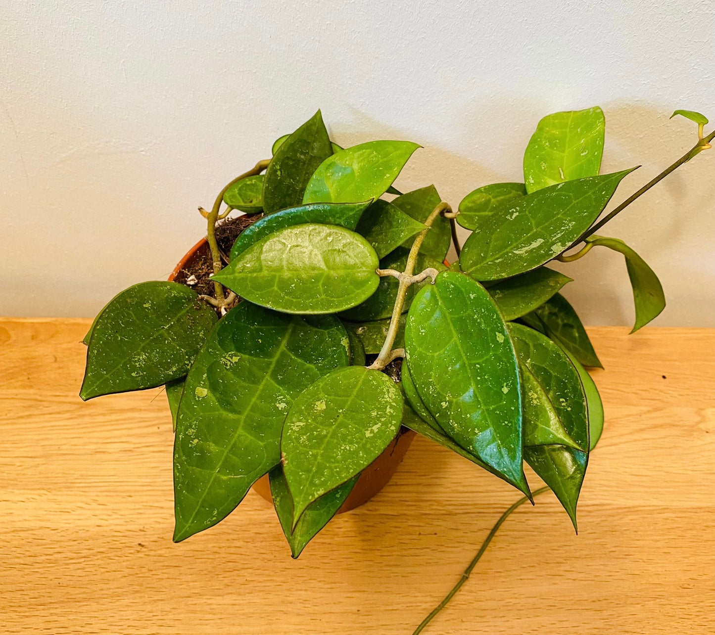 Hoya Parasitica Black Margin 12cm Pot Cassandra's Plants