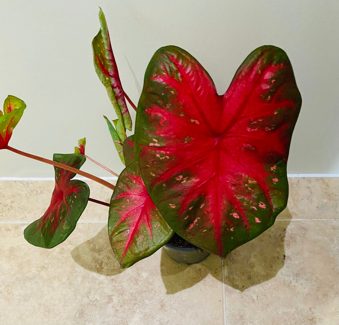 Caladium Red Flash 12cm pot Cassandra's Plants