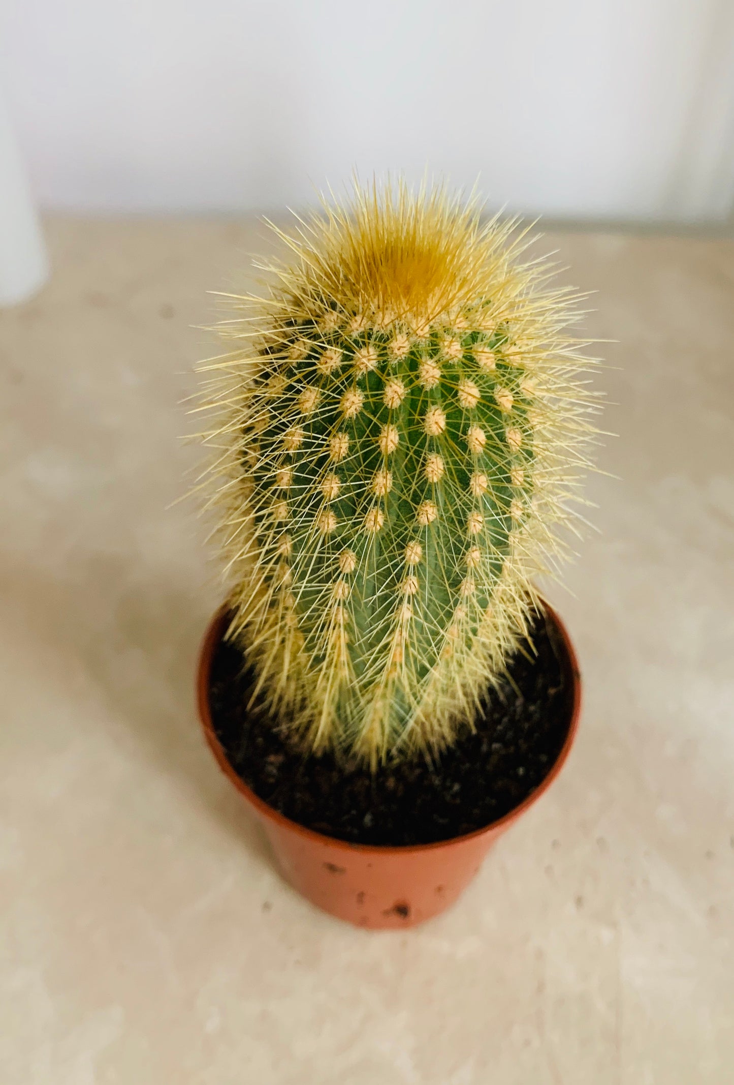 Espostoa Guentheri Cactus Cassandra's Plants