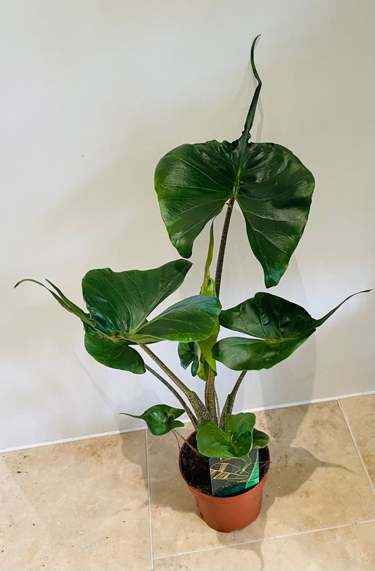 Alocasia Stingray 12cm Pot Cassandra's Plants