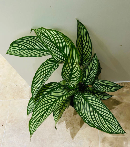 Calathea Vittata 12cm Pot Cassandra's Plants