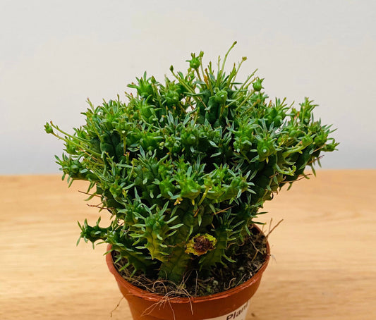 Euphorbia Mammillaris cv. Minima in 5.5cm Pot  Cassandra's Plants