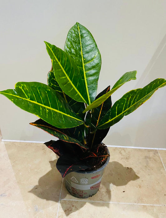 Codiaeum Varigatum Petra Croton 13cm Pot Cassandra's Plants