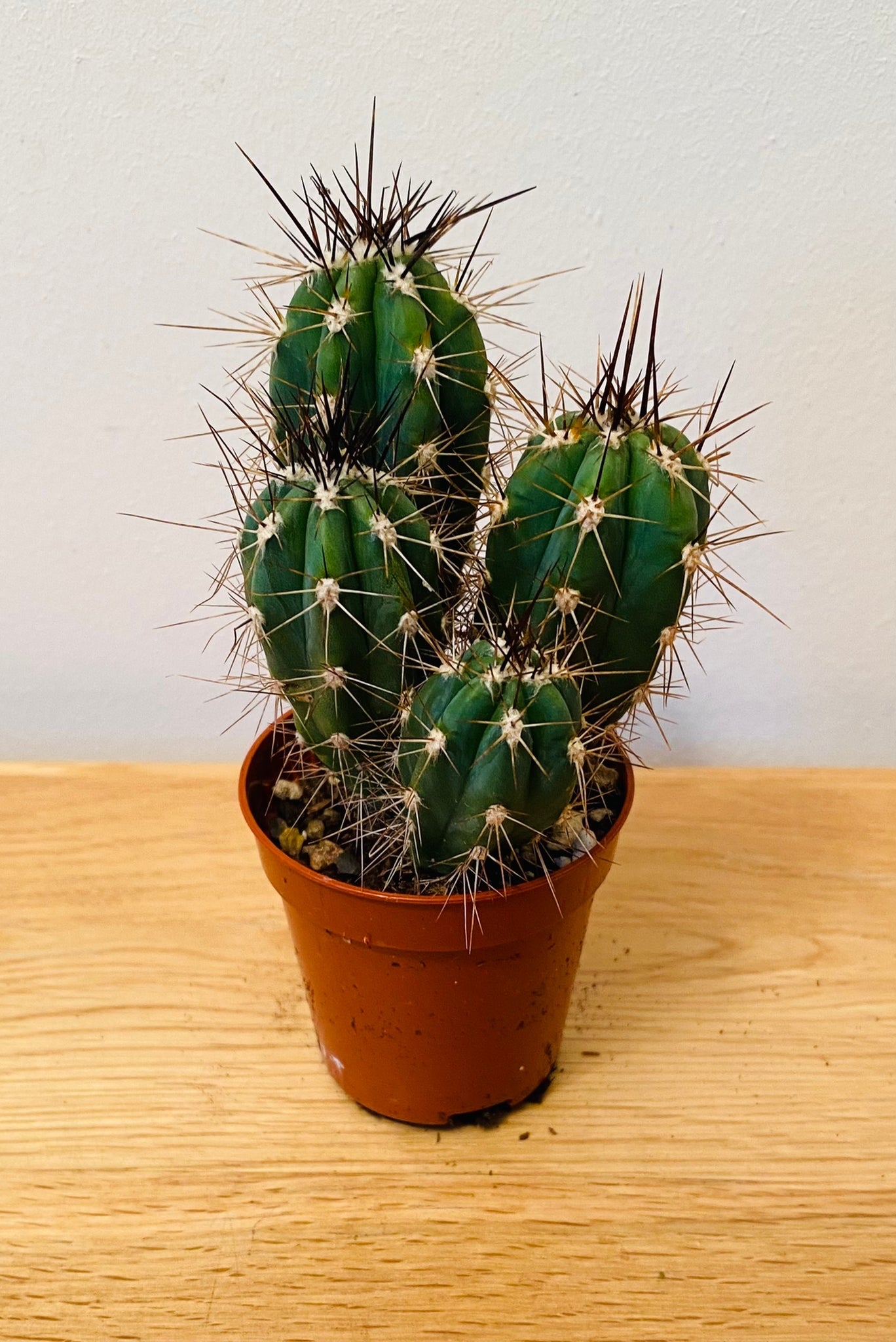 Stetsonia Coryne Cactus in 5.5cm Pot Cassandra's Plants