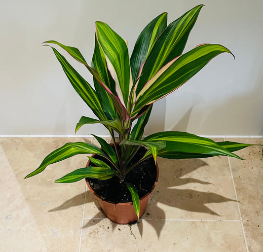 Cordyline Fruticosa Kiwi 13cm pot Cassandra;s Plants