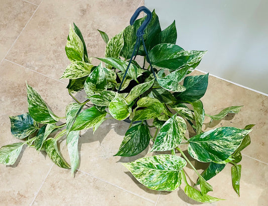 Epipremnum Aureum 'Marble Queen' Pothos 15cm Hanging Pot Cassandra's Plants