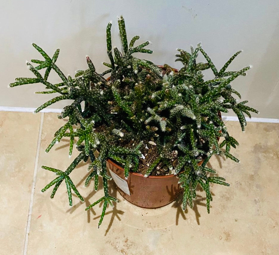 Rhipsalis Baccifera subsp. Horrida Cassandra's Plants