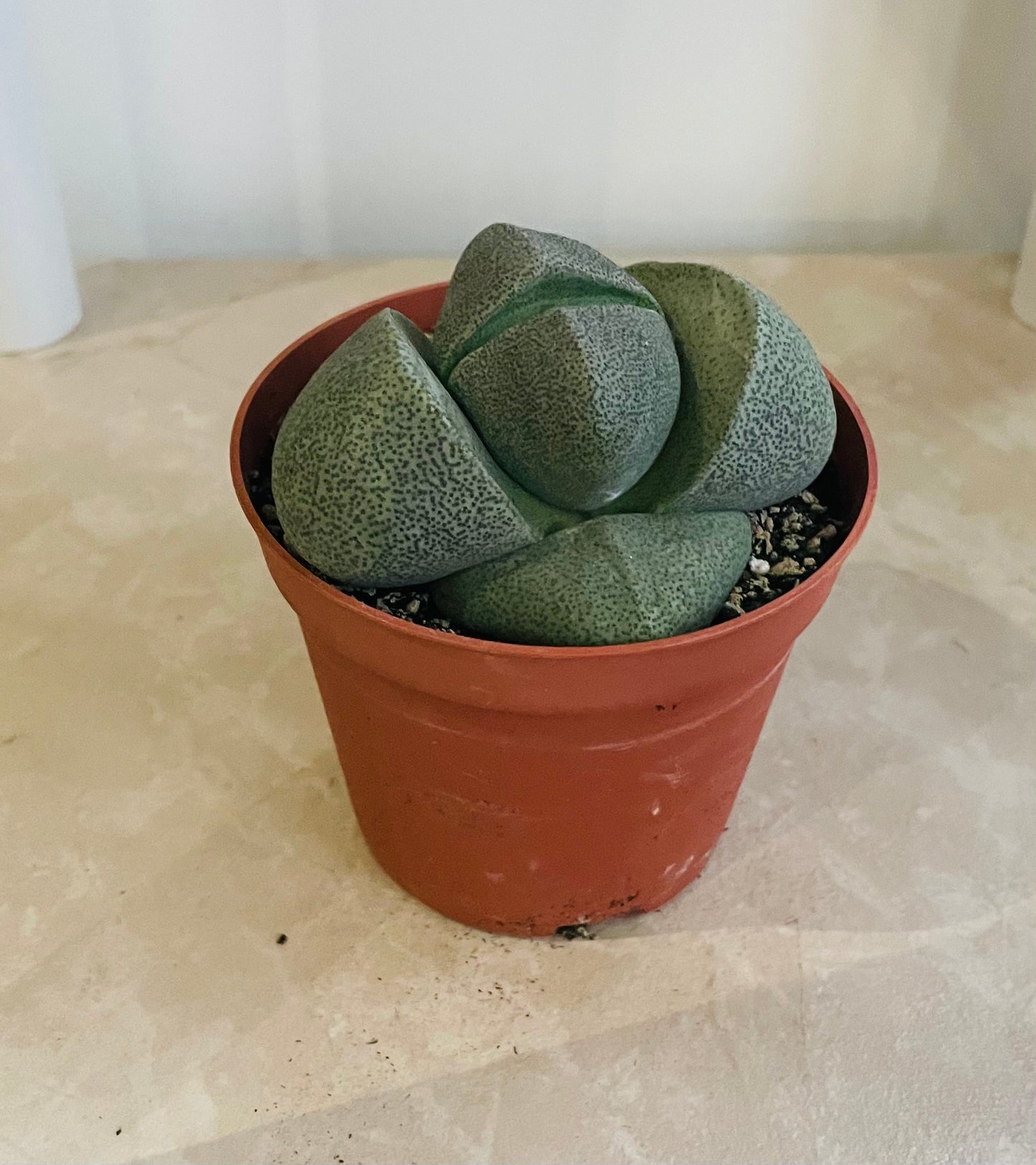 Pleiospilos Nelii Split Rock in 8.5cm pot Cassandra's Plants