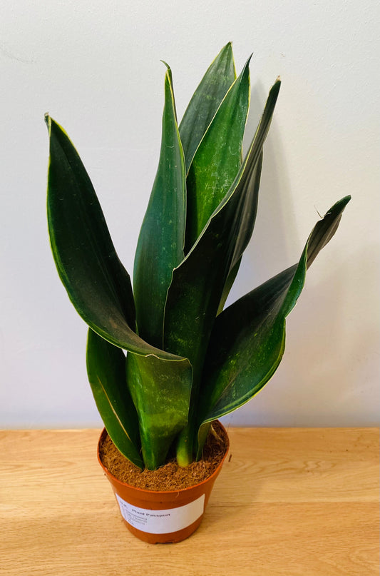 Sansevieria Trifasciata Black Diamond