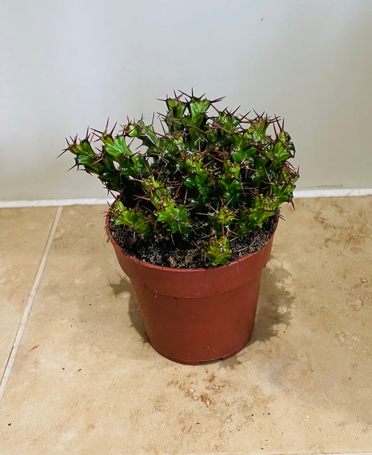 Euphorbia Lenewtonii In a 9 cm pot Cassandra's Plants