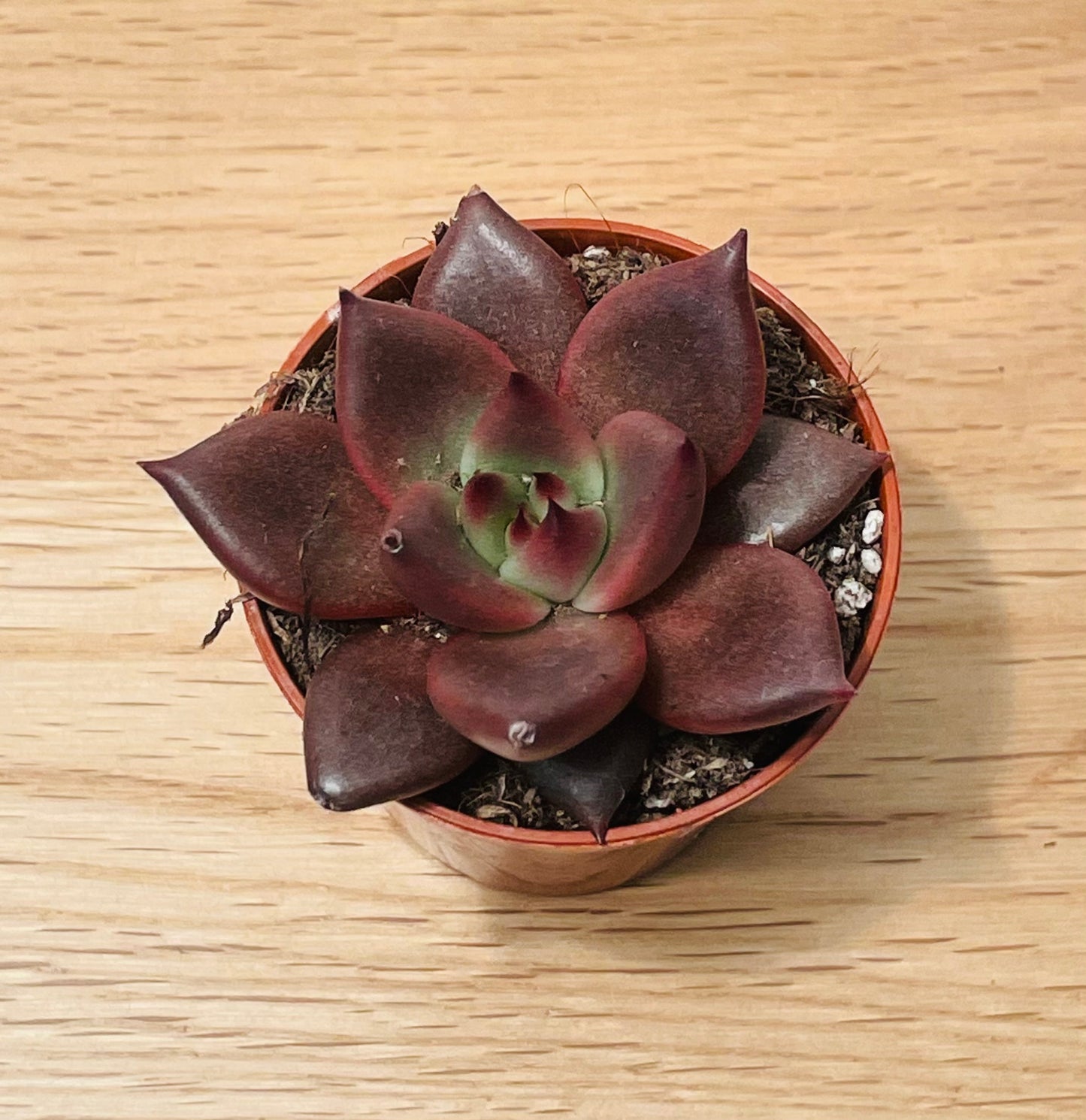 Echeveria Taurus/ Agavoides Romeo Succulent in 5.5cm Pot Cassandra's Plants