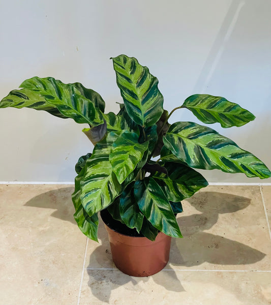 Calathea Louisae 12cm Pot Cassandra's Plants