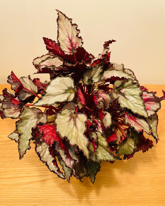 Begonia Rex “Red Dwarf” 13cm Pot Cassandra's Plants