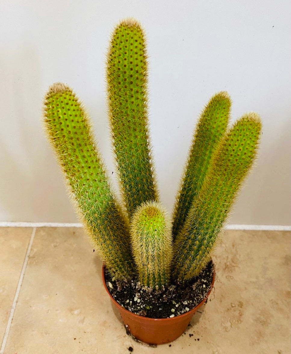 Cleistocactus Winteri "Rat Tail" 9cm Pot Cassandra's Plants