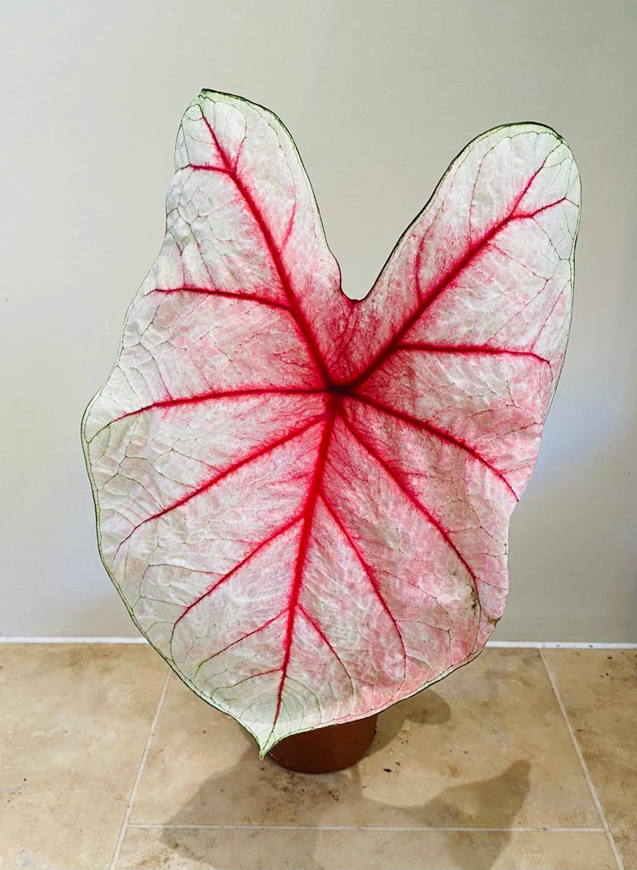 Caladium Summer Breeze 12cm Pot Cassandra's Plants