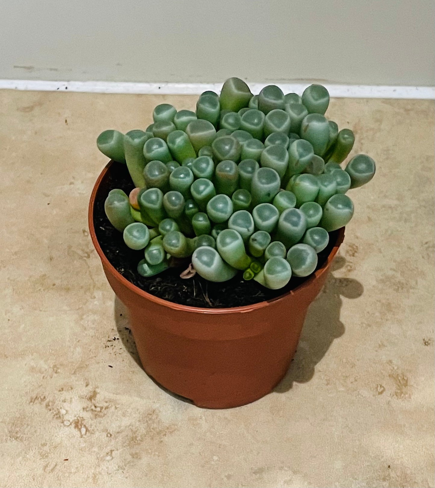 Fenestraria Rhopalophylla Babies Toes Cassandra's Plants