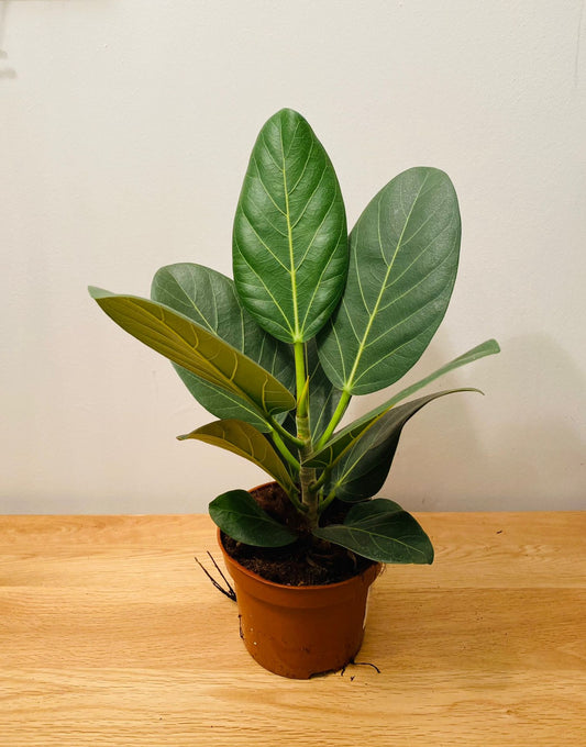 Ficus Benghalensis Audrey in a 12cm pot Cassandra's Plants