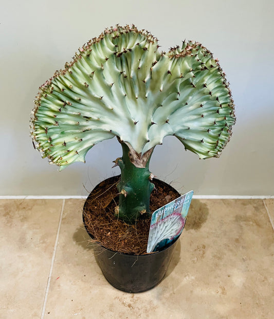 Euphorbia Lactea Cristata Mermaid Tail 