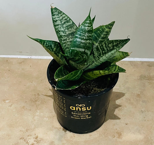 Sansevieria Star Ming Green Marble in a 9cm pot Cassandra's Plants