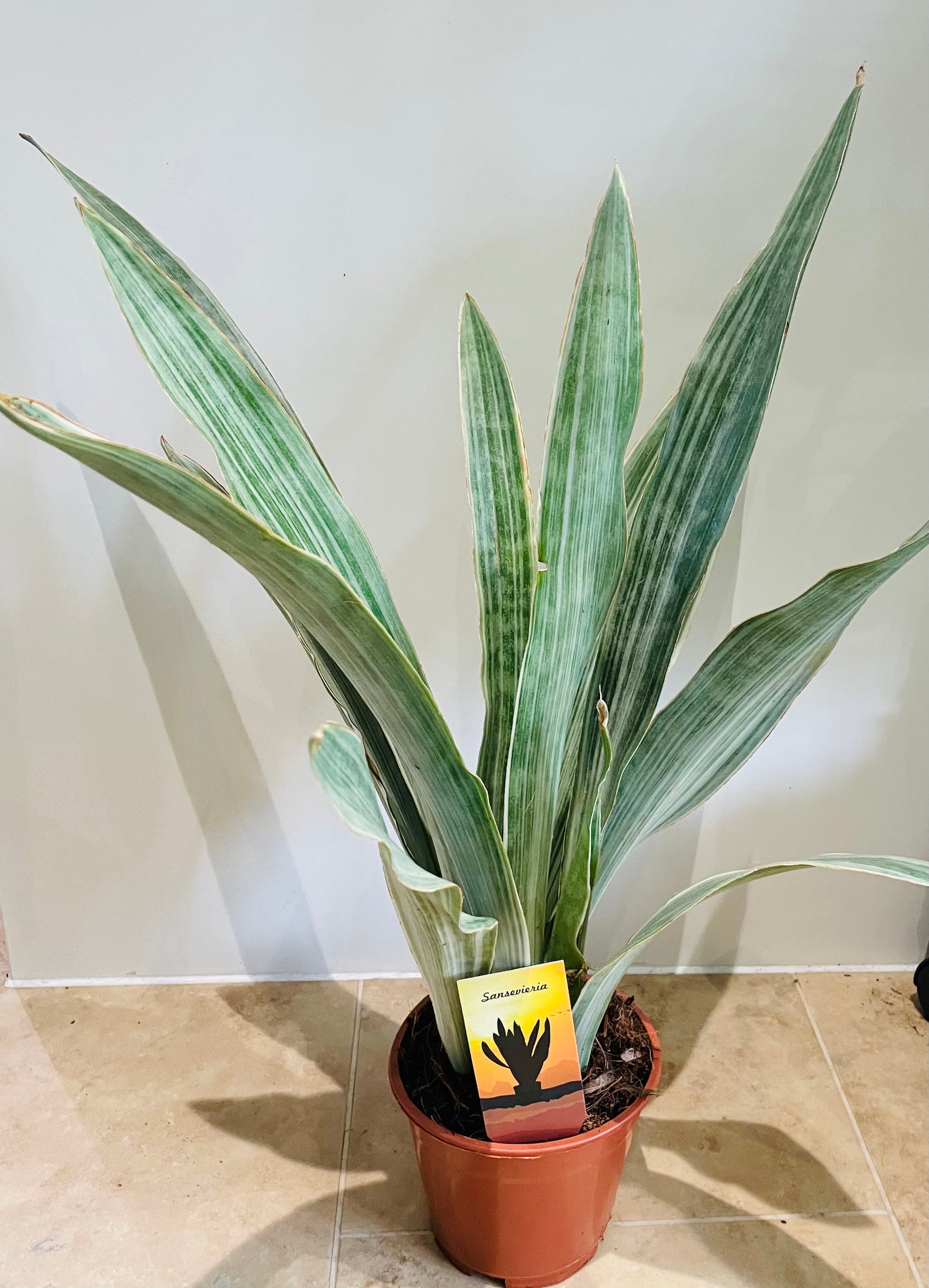 Sansevieria Metallica Cassandra's Plants