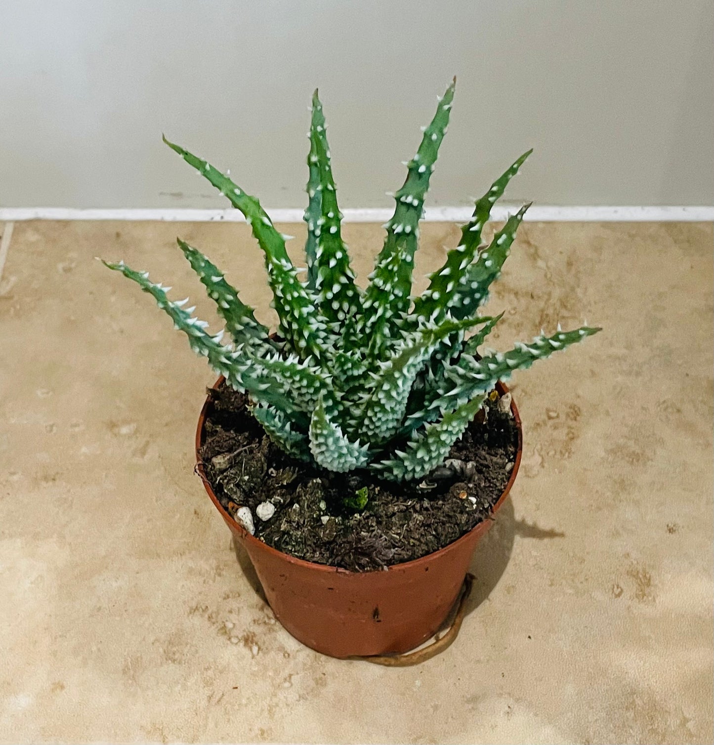 Aloe Humilis 8.5cm Pot Cassandra's Plants