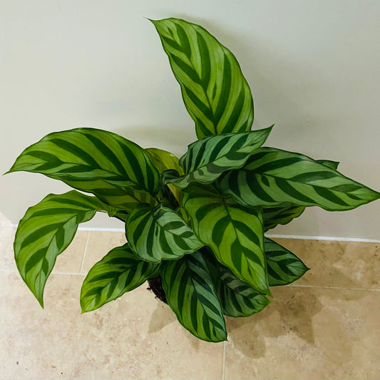 Calathea Freddie 14cm Pot Cassandra's Plants