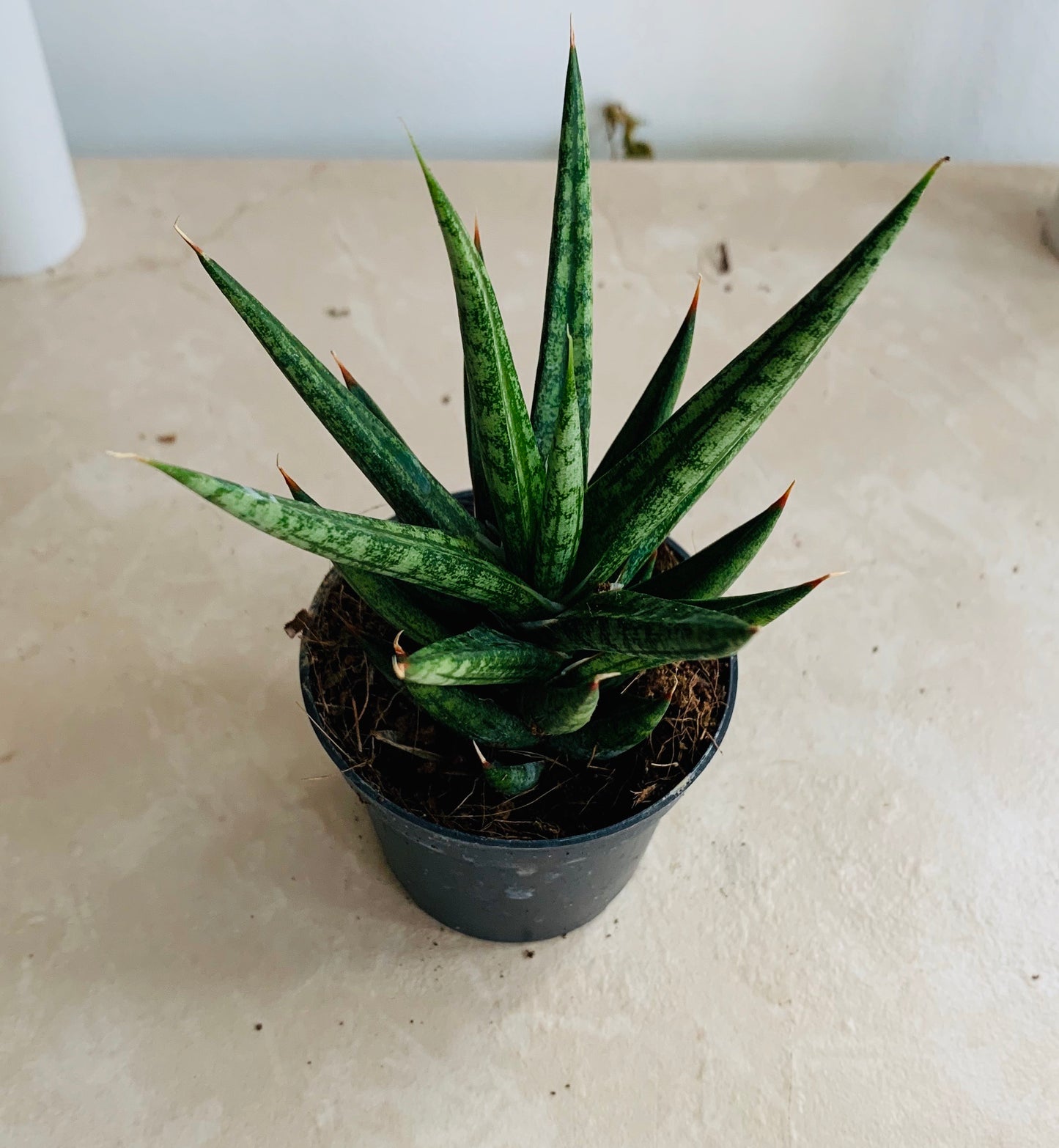 Sansevieria Francisii Cassandra's Plants