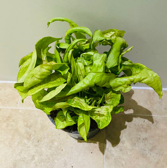 Syngonium Podophyllum Lime in a 12 cm pot Cassandra's Plants