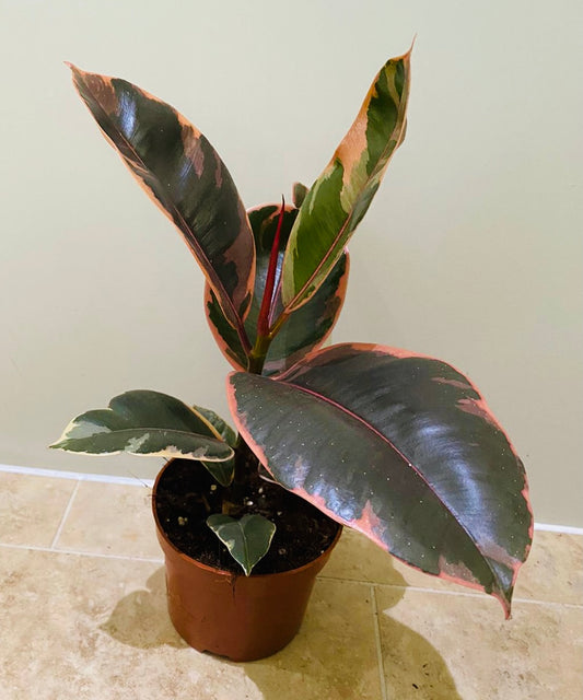 Ficus Elastica Belize ‘Rubber Plant’ in 12cm Pot Cassandra's Plants