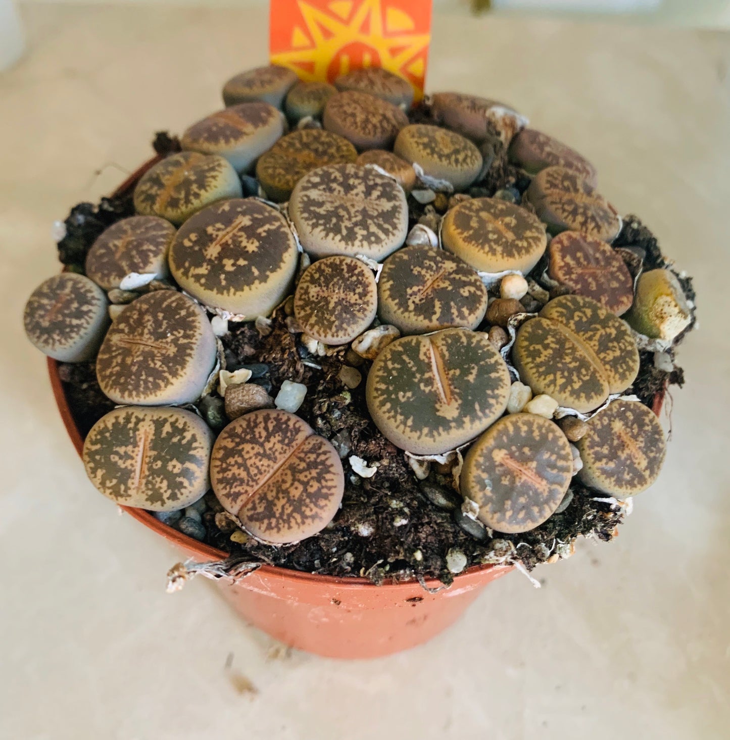 Lithops Aucampiea Cassandra's Plants