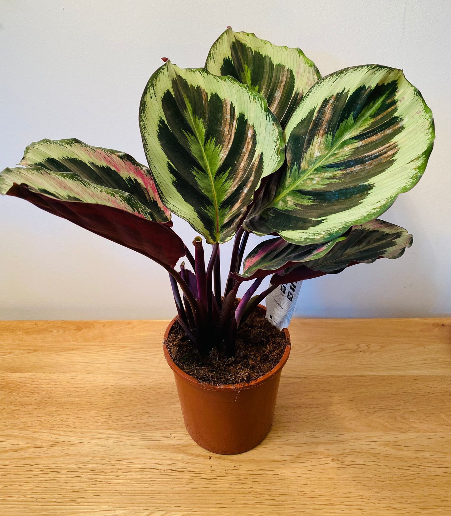 Calathea Shine Star 12cm Pot Cassandra's Plants