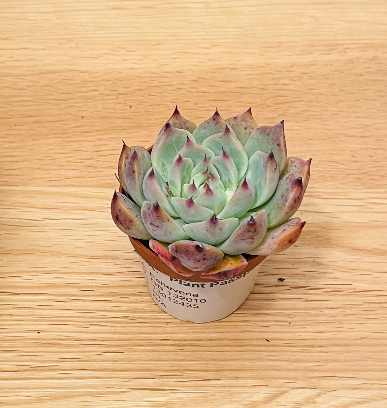 Echeveria Colorata f. Lindsayana 5.5cm Cassandra's Plants