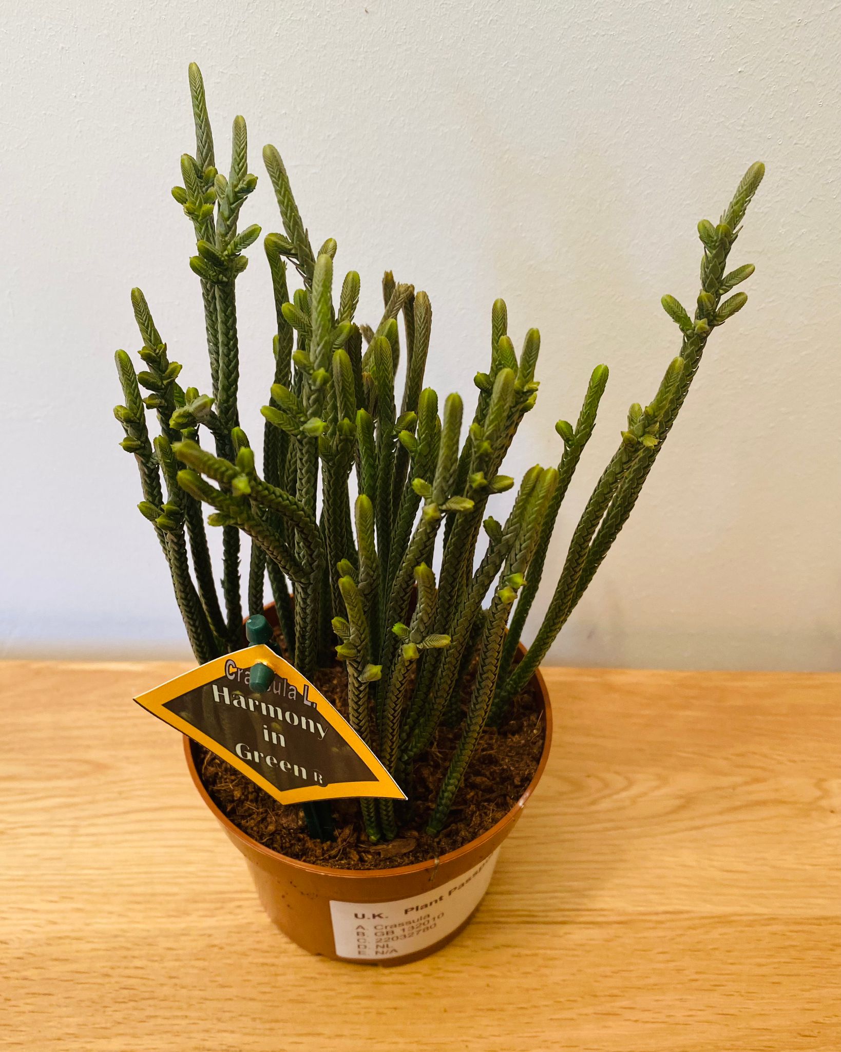 Crassula Lycopodiodides ‘’Harmony In Green” 10.5cm pot Cassandra's Plants