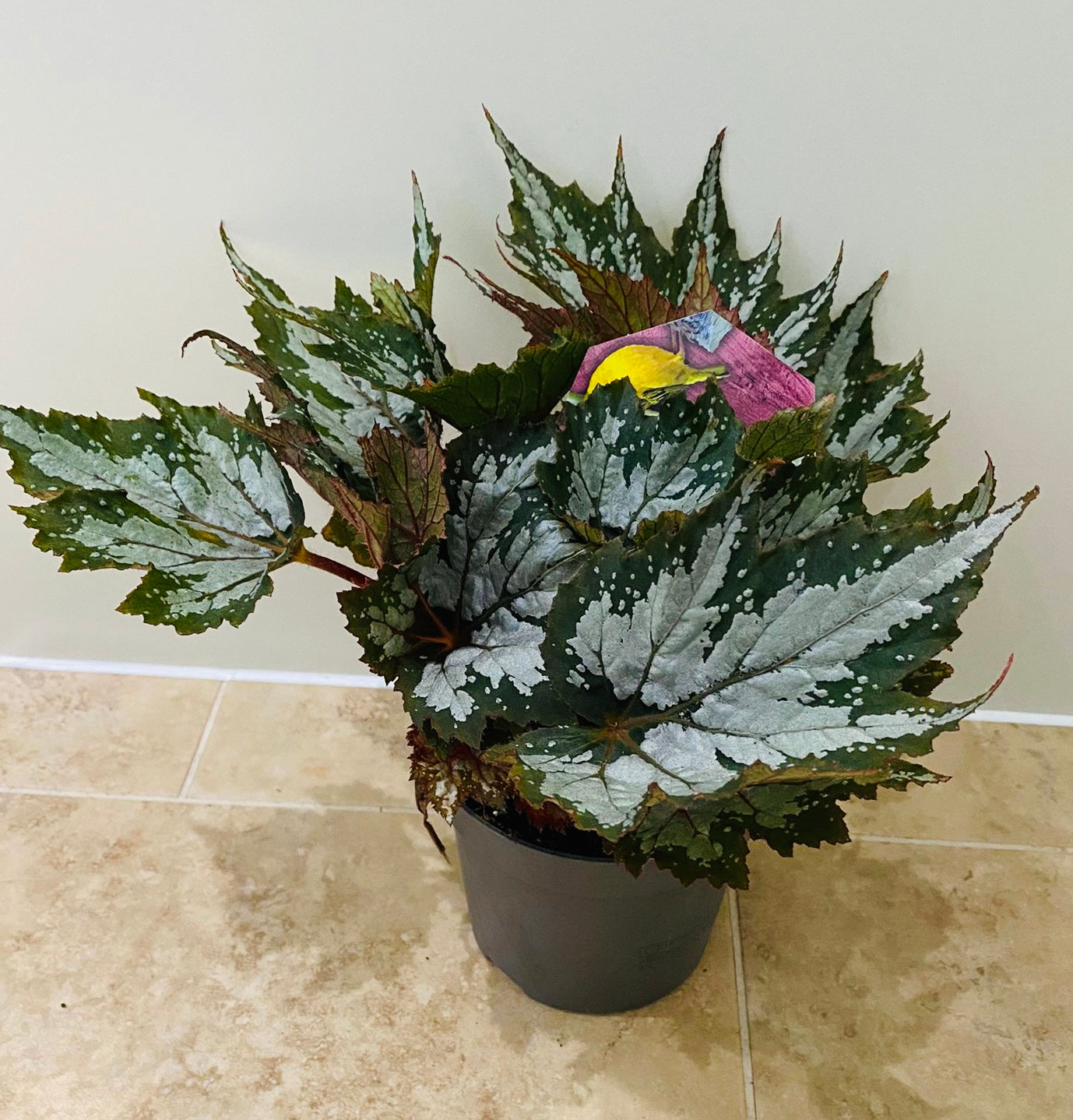 Begonia Rex “Sumatra Green” 13cm Pot Cassandra's Plants