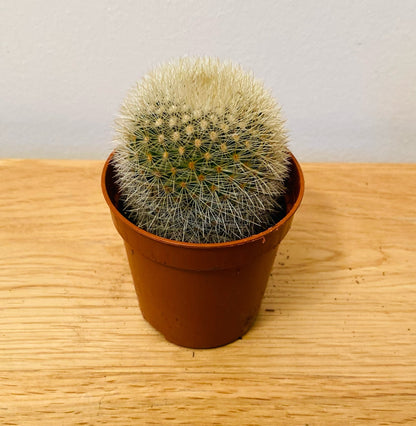 Mammillaria Pilcayensis in 5.5cm Pot Cassandra's Plants