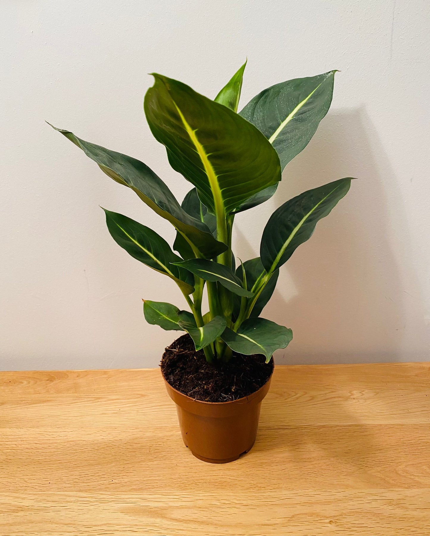 Dieffenbachia Green Magic 12cm pot Cassandra's Plants