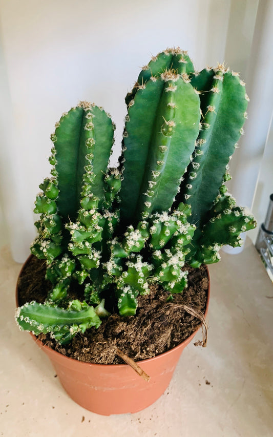 Cereus Florida Fairy Castle 14cm Pot Cassandra's Plants