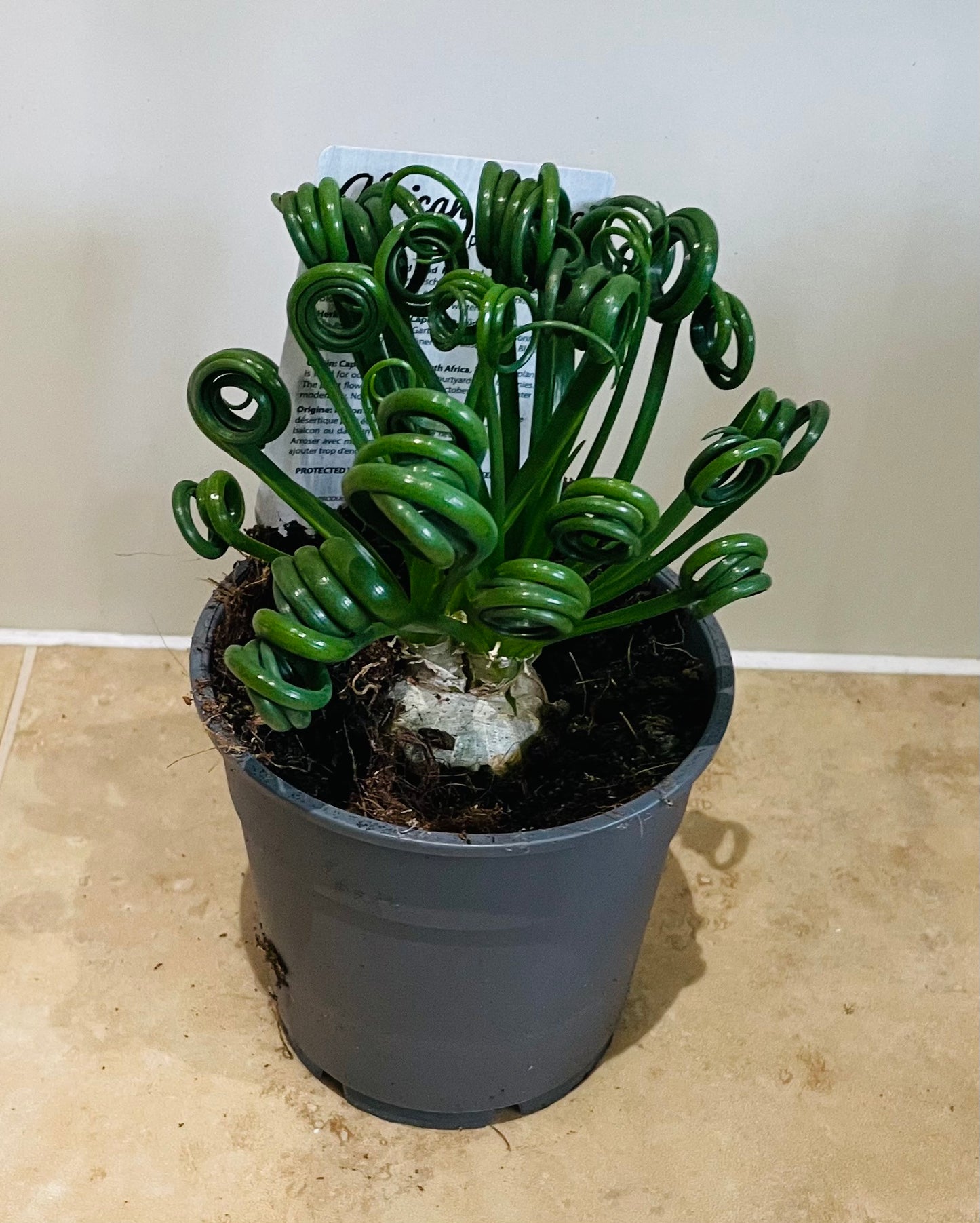 Albuca Spiralis Corkscrew 12cm Pot Cassandra's Plants